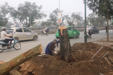 Mặc dư luận, cây xanh trên đường Nguyễn Chí Thanh vẫn 'gục ngã'