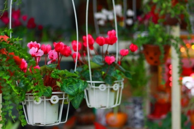 Cách trồng hoa sen cạn đuổi muỗi mùa mưa 