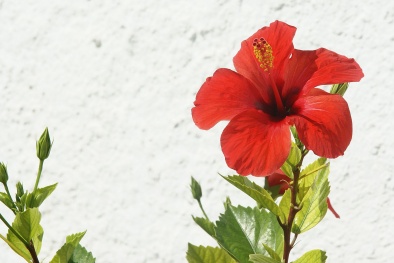 Phương pháp chăm sóc hoa râm bụt trong nhà