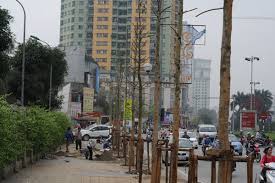Hà Nội thay loại cây chỉ phù hợp trồng trên núi