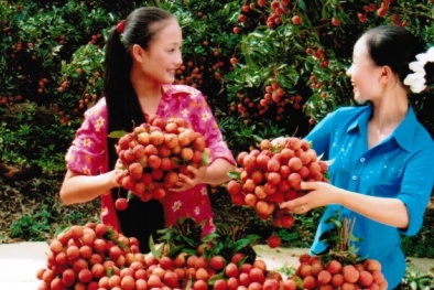 Tác dụng không ngờ của quả vải đối với 13Win19 ưu đãi hấp dẫn