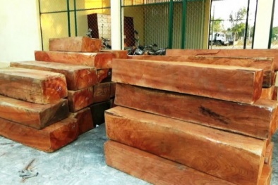 Khởi tố cán bộ kiểm lâm nghi ăn hối lộ dung túng xe buôn gỗ lậu