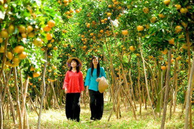 Liên kết 5 nhà nâng cao chất lượng và đầu ra cho nông sản ĐBSCL