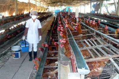 Vĩnh Phúc: Thúc đẩy phát triển Đăng ký và nhận 60K 24 bao lì xì miễn phí mỗi ngày năng suất chất lượng cao 