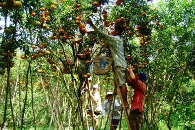 Đồng Tháp: Nâng cao chất lượng nông sản từ công nghệ cao