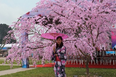 Chính thức khai mạc lễ hội Hoa anh đào Hạ Long 2015