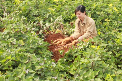 Đắk Nông: Ứng dụng khoa học nâng cao năng suất cây khoai lang