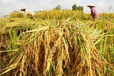 Tận dụng bùn đáy và nước thải ao cá tra giúp tăng năng suất cây trồng