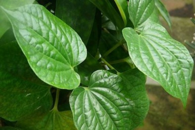 Trị mụn cám đơn giản bằng 4 loại lá dễ kiếm
