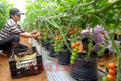 Phó Thủ tướng chỉ đạo đổi mới phương thức kinh doanh nông sản 