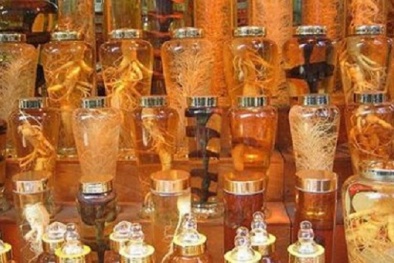 Rượu thuốc, công cụ ' hồi xuân' của phái mạnh