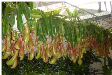 Cách trồng cây nắp ấm triệt muỗi mùa hè