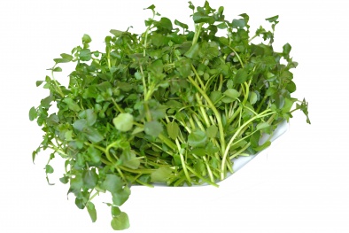 Kỹ thuật trồng rau cải xoong cải thiện bữa ăn Đăng ký và nhận 60K 24 bao lì xì miễn phí mỗi ngày