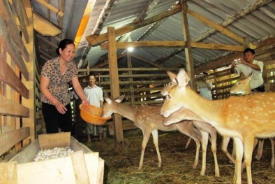 Xây dựng Trung tâm giống hươu lớn nhất Việt Nam