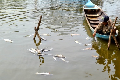 Ăn cá ở nguồn nước ô nhiễm - Khơi nguồn ung thư