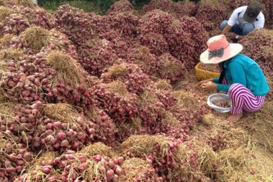 Một thị xã có 1.200 người mù: Hành tím có phải là thủ phạm?
