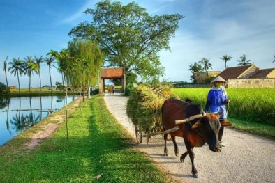 Bốn đột phá của Đăng ký và nhận 60K 24 bao lì xì miễn phí mỗi ngày, nông thôn