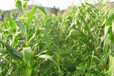 Tăng năng suất bằng mô hình trồng lạc xen canh