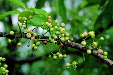 Xua tan mỡ máu nhờ nước lá vối