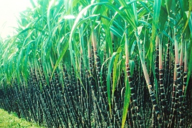 Kỹ thuật và kinh nghiệm trồng mía cho năng suất cao