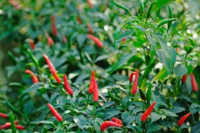 Kỹ thuật bón phân giúp tăng năng suất cây ớt