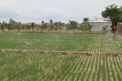 Áp dụng giải pháp tưới tiên tiến, tiết kiệm nước trong bối cảnh khô hạn