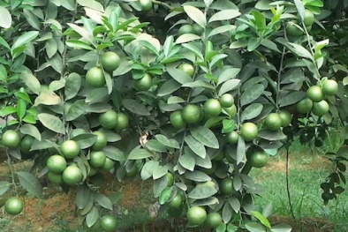 Kỹ thuật trồng cây chanh cho trái quanh năm