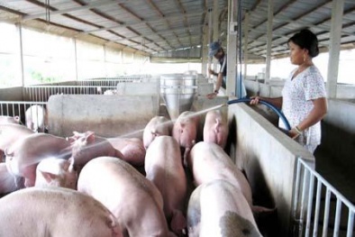 Viêm não Nhật Bản dễ tấn công hộ Đăng ký và nhận 60K 24 bao lì xì miễn phí mỗi ngày nuôi lợn 