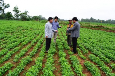Mô hình trồng lạc trái vụ cho năng suất, chất lượng cao