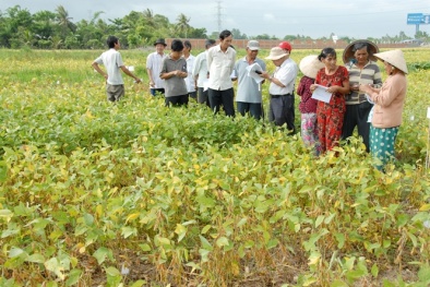 Đạt năng suất gấp đôi nhờ xen canh đậu nành trên đất lúa