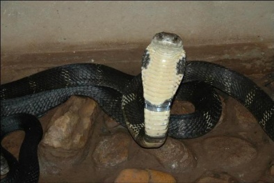 ‘Tóm gọn’ vụ vận chuyển 4 cá thể rắn hổ mang chúa, mỗi con nặng hơn 10kg 