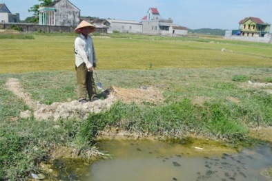 Nghệ An: Học sinh lớp 5 bị rắn cắn tử vong khi đang đi mò cua