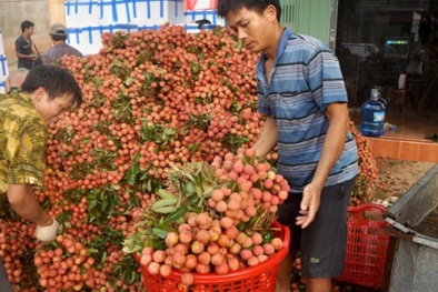 Thương lái Trung Quốc dán nhãn cho vải thiều trước mặt người Việt