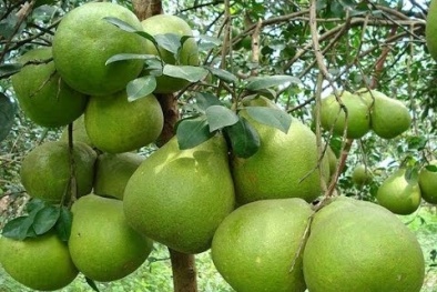 Kỹ thuật trồng cây bưởi da xanh đúng cách cho quả quanh năm 
