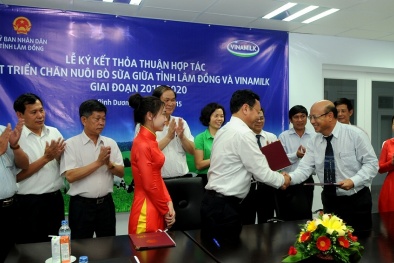 Lâm Đồng và Vinamilk hợp tác chiến lược chăn nuôi bò sữa