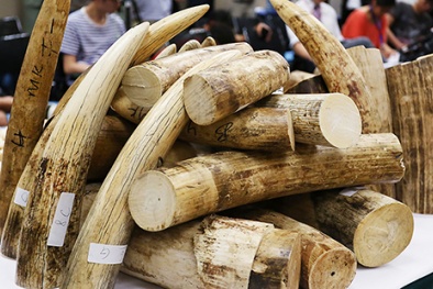 Pháp bắt vụ buôn lậu 136kg ngà voi về Việt Nam