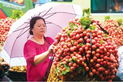 Vải thiều Bắc Giang - nhìn từ 'vai' thương lái
