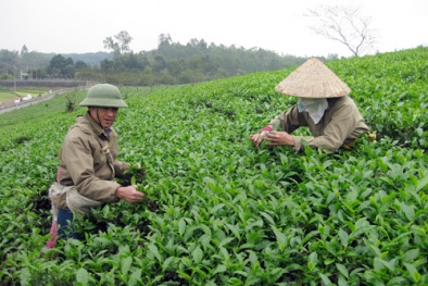 Phú Thọ: Thâm canh bón phân NPK khép kín nâng cao năng suất chất lượng chè