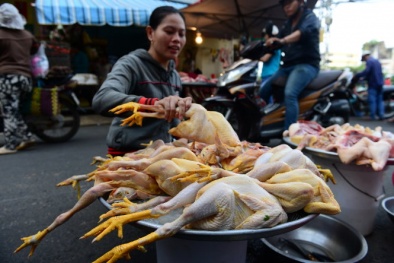 Cởi phí cho gà