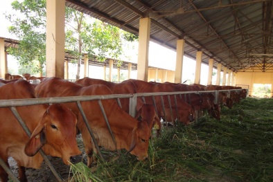 Tăng năng suất sản xuất thịt bằng kỹ thuật đặt vòng cho bò
