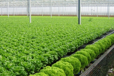 Tp.HCM: Đàm phán chuyển giao công nghệ sản xuất rau sạch năng suất cao