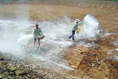 Quản lý đất ao nhiễm phèn nâng cao năng suất tôm nuôi