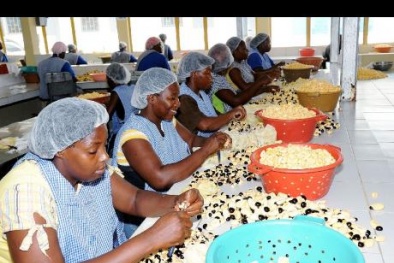 Jamaica: Thay đổi mô hình kinh doanh chính để tăng năng suất 13Win18 cá cược thể thao