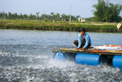 Tiến hành phòng bệnh tổng hợp cho cá để cải thiện năng suất