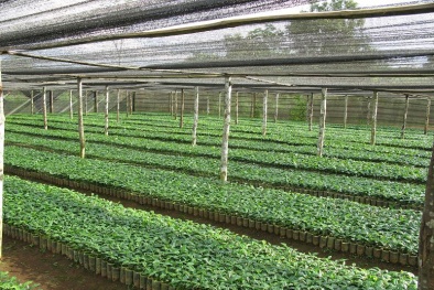 Bình Phước: Đẩy mạnh nhân chồi và vườn ươm cây năng suất cao