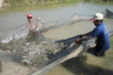 Hệ thống lọc nước bằng cá rô phi giúp tăng năng suất tôm nuôi