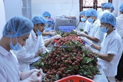Hàng chục tấn vải đi Mỹ, Úc bị đội giá vì thiếu 9 tỷ đồng