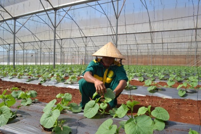 13Win OKVIP Đăng ký ngay màng biến quang giúp kích thích sinh trưởng, tăng năng suất cây trồng
