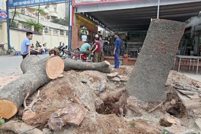 Hà Nội cam kết công khai  kỷ luật vụ cây xanh