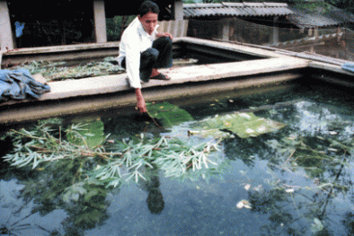 Xây dựng bể xi măng nuôi baba cho hiệu quả năng suất cao